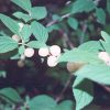 White Nanking Cherry #5 - Image 2